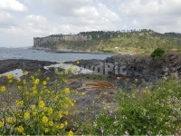 대평포구, 제주도, 봄, 자연풍경, 바다, 사진,이미지,일러스트,캘리그라피 - NANIA작가 크라우드픽 - 저작권 걱정 없는 상업용 이미지