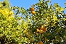 탱자, 탱자나무, 강화갑곶리탱자나무, 천연기념물, 지실, 사진,이미지,일러스트,캘리그라피 - Deep bLUE작가 크라우드픽 - 저작권 걱정 없는... 