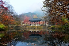 전남, 장성, 백양사, 백양사가을, 추색, 사진,이미지,일러스트,캘리그라피 - 영산공작가 크라우드픽 - 저작권 걱정 없는 상업용 이미지