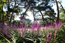 경주, 맥문동, 황성공원, 꽃, 아침, 사진,이미지,일러스트,캘리그라피 - 아리수작가 크라우드픽 - 저작권 걱정 없는 상업용 이미지