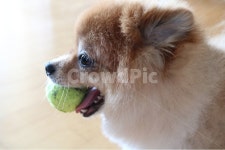 강아지, 포메라니안, dog, puppy, 곰돌이컷, 사진,이미지,일러스트,캘리그라피 - likeawave작가 크라우드픽 - 저작권 걱정 없는 상업용 이미지