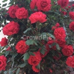 장미, 꽃, 분위기, rose, flower, 사진,이미지,일러스트,캘리그라피 - lsongm작가 크라우드픽 - 저작권 걱정 없는 상업용 이미지