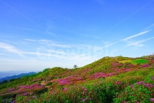 경남, 합천, 경남합천, 황매산, 철쭉, 사진,이미지,일러스트,캘리그라피 - 공처가작가 크라우드픽 - 저작권 걱정 없는 상업용 이미지