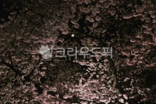 벚꽃, 꽃, flower, 달, 나무, 사진,이미지,일러스트,캘리그라피 - jose97작가 크라우드픽 - 저작권 걱정 없는 상업용 이미지