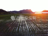 들, 자연, 농업, 농장, farm, 사진,이미지,일러스트,캘리그라피 - 연서S2작가 크라우드픽 - 저작권 걱정 없는 상업용 이미지