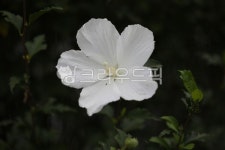 무궁화, 국화, 꽃, 접사, 동산, 사진,이미지,일러스트,캘리그라피 - 양철북작가 크라우드픽 - 저작권 걱정 없는 상업용 이미지