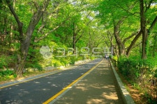 남산, 공원, 길, 산책로, 산책길, 사진,이미지,일러스트,캘리그라피 - imlover작가 크라우드픽 - 저작권 걱정 없는 상업용 이미지