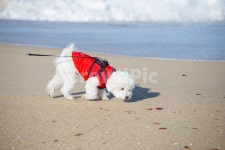 강아지, 바다, 산책, 비숑프리제, 개, 사진,이미지,일러스트,캘리그라피 - weditor작가 크라우드픽 - 저작권 걱정 없는 상업용 이미지