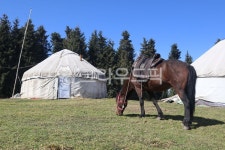 tent, 텐트, horse, 말, 초원, 사진,이미지,일러스트,캘리그라피 - rejoicewons작가 크라우드픽 - 저작권 걱정 없는 상업용 이미지
