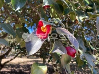 plant, 식물, 동백꽃, 동백나무, flower, 사진,이미지,일러스트,캘리그라피 - 방백작가 크라우드픽 - 저작권 걱정 없는 상업용 이미지