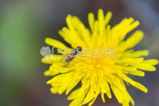 민들레, 노란꽃, 벌, 곤충, 꽃, 사진,이미지,일러스트,캘리그라피 - 연달래작가 크라우드픽 - 저작권 걱정 없는 상업용 이미지