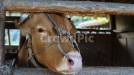 소, 한우, 시골, 농촌, 시골소, 사진,이미지,일러스트,캘리그라피 - 앙제르빌작가 크라우드픽 - 저작권 걱정 없는 상업용 이미지