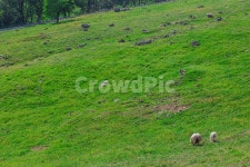 목장, 숲, 들판, 목초지, 양, 사진,이미지,일러스트,캘리그라피 - 집시작가 크라우드픽 - 저작권 걱정 없는 상업용 이미지