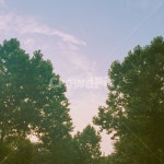 감성사진, 나무, 해질녘, 하늘, 구름, 사진,이미지,일러스트,캘리그라피 - dododo작가 크라우드픽 - 저작권 걱정 없는 상업용 이미지