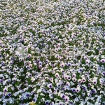 꽃밭, 보라, 팬지, flower, 꽃, 사진,이미지,일러스트,캘리그라피 - ebbh56작가 크라우드픽 - 저작권 걱정 없는 상업용 이미지