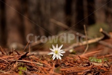 꿩의바람꽃, 봄, 야생화, 꽃, 화야산, 사진,이미지,일러스트,캘리그라피 - 릴작가 크라우드픽 - 저작권 걱정 없는 상업용 이미지