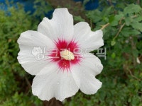 무궁화, 꽃, 자연, 식물, flower, 사진,이미지,일러스트,캘리그라피 - 도라희작가 크라우드픽 - 저작권 걱정 없는 상업용 이미지