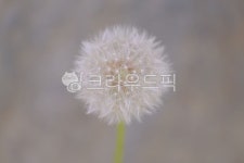 flower, 꽃, dandelion, 민들레, macro, 사진,이미지,일러스트,캘리그라피 - Kenokyul Dee작가 크라우드픽 - 저작권 걱정 없는 상업용... 