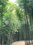 대나무, 대나무숲, 숲, 죽림, bamboo, 사진,이미지,일러스트,캘리그라피 - somda87작가 크라우드픽 - 저작권 걱정 없는 상업용 이미지