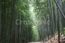 대나무, 담양, 죽녹원, 죽순, 봄, 사진,이미지,일러스트,캘리그라피 - 늘푸른작가 크라우드픽 - 저작권 걱정 없는 상업용 이미지