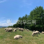 자연, 방목, 목초지, field, 목장, 사진,이미지,일러스트,캘리그라피 - 키작은형작가 크라우드픽 - 저작권 걱정 없는 상업용 이미지