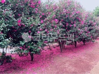 camelliaflower, camellia, 동백꽃, 카멜리아힐, 제주도, 사진,이미지,일러스트,캘리그라피 - EVIE2작가 크라우드픽 - 저작권 걱정 없는... 