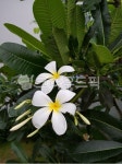 flower, 꽃, 플루메리아, 동남아꽃, plumeria, 사진,이미지,일러스트,캘리그라피 - 코코하루작가 크라우드픽 - 저작권 걱정 없는 상업용 이미지