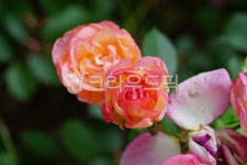 장미, 장미꽃, 꽃, 꽃잎, 식물, 사진,이미지,일러스트,캘리그라피 - artplanetstudio작가 크라우드픽 - 저작권 걱정 없는 상업용 이미지