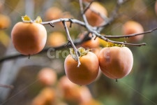 감, 감나무, 열매, 과일, 가을, 사진,이미지,일러스트,캘리그라피 - natsu u작가 크라우드픽 - 저작권 걱정 없는 상업용 이미지