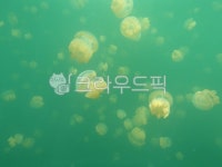 팔라우, 젤리피쉬, palau, jellyfish, 해파리, 사진,이미지,일러스트,캘리그라피 - 꼬신작가 크라우드픽 - 저작권 걱정 없는 상업용 이미지