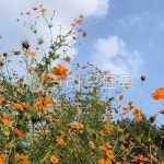 자연, 꽃, flower, sky, 하늘, 사진,이미지,일러스트,캘리그라피 - Alldoit작가 크라우드픽 - 저작권 걱정 없는 상업용 이미지