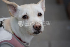 개, 강아지, 흰강아지, 흰개, 하얀개, 사진,이미지,일러스트,캘리그라피 - 횽횽작가 크라우드픽 - 저작권 걱정 없는 상업용 이미지