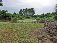 김녕농로, 제주, 올레19코스, 올레길, 밭, 사진,이미지,일러스트,캘리그라피 - Deep bLUE작가 크라우드픽 - 저작권 걱정 없는 상업용 이미지