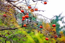 물까치, 감나무, 감, azurewingedmagpie, 파란색깃털, 사진,이미지,일러스트,캘리그라피 - 데이비드강작가 크라우드픽 - 저작권 걱정 없는... 