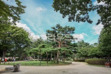 outdoors, garden, 정원, 소나무, 공원, 사진,이미지,일러스트,캘리그라피 - 이빠이오빠작가 크라우드픽 - 저작권 걱정 없는 상업용 이미지