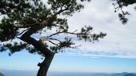 소나무, 하늘, 파란하늘, 스카이라인, 아침, 사진,이미지,일러스트,캘리그라피 - 웅장작가 크라우드픽 - 저작권 걱정 없는 상업용 이미지