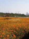 yellowcosmos, 황화코스모스, 가을꽃, 꽃동산, 계양꽃마루, 사진,이미지,일러스트,캘리그라피 - 고운여자작가 크라우드픽 - 저작권 걱정 없는... 