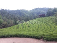 field, 들, 녹차, 녹차밭, 보성, 사진,이미지,일러스트,캘리그라피 - 무병장수작가 크라우드픽 - 저작권 걱정 없는 상업용 이미지