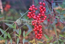 식물, 자연, 남천, 열매, 가지, 사진,이미지,일러스트,캘리그라피 - hong0319작가 크라우드픽 - 저작권 걱정 없는 상업용 이미지