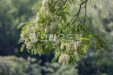 아카시아, 아카시아꽃, 나무, 꽃향기, 자연, 사진,이미지,일러스트,캘리그라피 - Robert Han작가 크라우드픽 - 저작권 걱정 없는 상업용 이미지