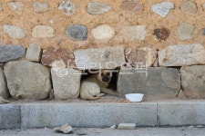 강아지, 강아지집, 개집, 길거리강아지, 개구멍, 사진,이미지,일러스트,캘리그라피 - 김찬수작가 크라우드픽 - 저작권 걱정 없는 상업용 이미지