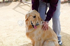 개, 강아지, 동물, 애완견, 반려견, 사진,이미지,일러스트,캘리그라피 - 함께사는세상작가 크라우드픽 - 저작권 걱정 없는 상업용 이미지