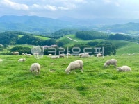 농장, 자연, 동물, 양때, 목장, 사진,이미지,일러스트,캘리그라피 - dpwl2319작가 크라우드픽 - 저작권 걱정 없는 상업용 이미지