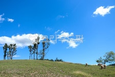 목장, 양떼목장, 풀, 들판, 울타리, 사진,이미지,일러스트,캘리그라피 - herjoon1610작가 크라우드픽 - 저작권 걱정 없는 상업용 이미지