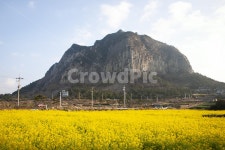 유채꽃, 산방산, 하늘, 구름, 꽃, 사진,이미지,일러스트,캘리그라피 - 원프로작가 크라우드픽 - 저작권 걱정 없는 상업용 이미지