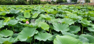 plant, 식물, 연꽃, 연꽃방죽, 방죽, 사진,이미지,일러스트,캘리그라피 - Nrunyun0809작가 크라우드픽 - 저작권 걱정 없는 상업용 이미지