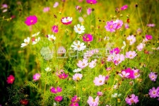 코스모스, 꽃, 가을, 꽃밭, 핑크, 사진,이미지,일러스트,캘리그라피 - jung102304작가 크라우드픽 - 저작권 걱정 없는 상업용 이미지