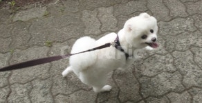 강아지, 산책, 강아지산책, 포메라니안, dog, 사진,이미지,일러스트,캘리그라피 - Njumpomm작가 크라우드픽 - 저작권 걱정 없는 상업용 이미지