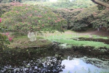 명옥헌정원, 연못, 백일홍, 소나무, 배롱나무, 사진,이미지,일러스트,캘리그라피 - 언제나민들레작가 크라우드픽 - 저작권 걱정 없는 상업용 이미지