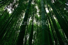 왕대, 왕대나무, 벼과, 대나무아과, 왕대속, 사진,이미지,일러스트,캘리그라피 - 때까치작가 크라우드픽 - 저작권 걱정 없는 상업용 이미지